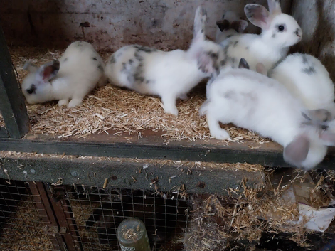 Mini rex x mini lop