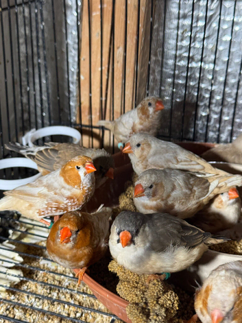 Zebra Finches