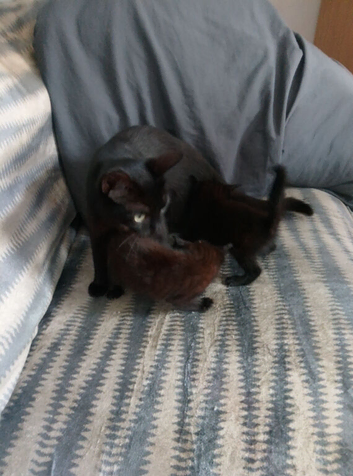 We have 1beautiful kittens for sale 1 girl