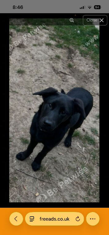 Black Labrador Bonnie