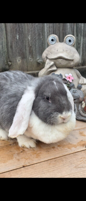 Lilac and white french lop Doe.