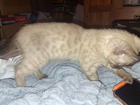 Reduced 2 female bengal kittens