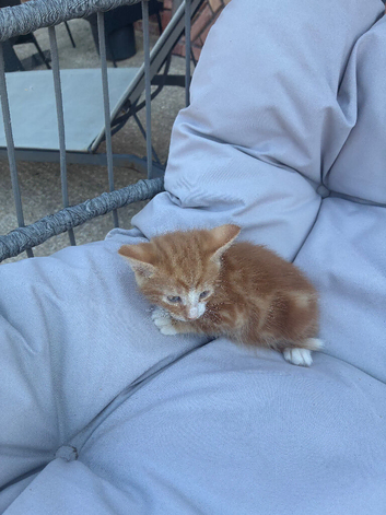 Ginger kittens for sale