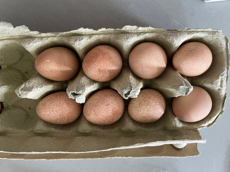 Guinea Fowl fertile eggs for hatching &pound;2.00 each