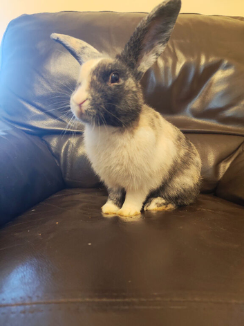 Dutch male rabbit