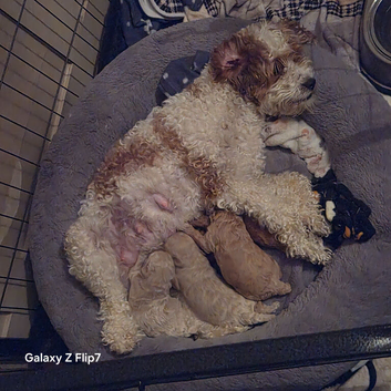 Beautiful cavapoo pups