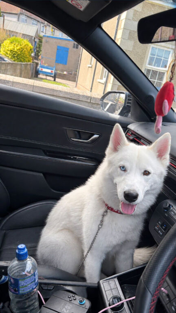 White huskey