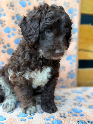 F1b Cockapoo
