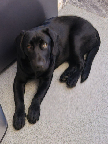 9 month old black labrador