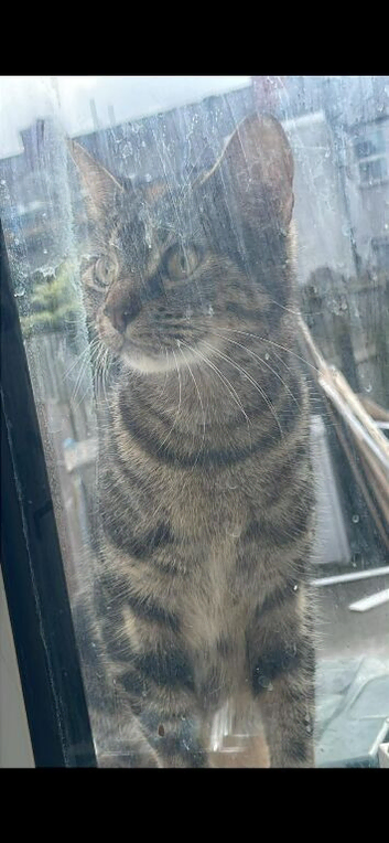 Female mum cat 2 years old