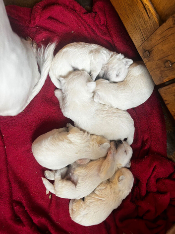 Full westies ready November
