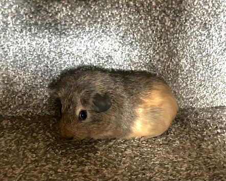 Sow guinea pig baby ready to leave