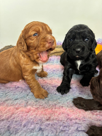 Champion lines working cocker spaniel puppies.