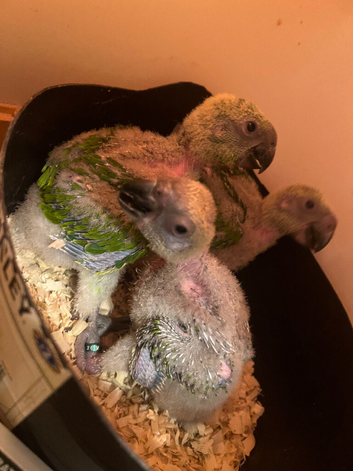 CUDDLY ADORABLE HAND REARED YELLOW NAPED AMAZONS