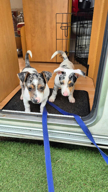 Jack russell X two brothers for sale