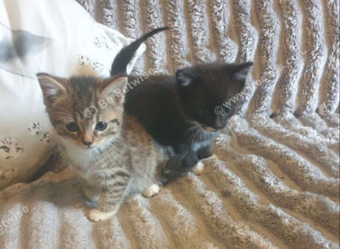 Cross bengal kittens