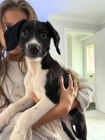 3 beautiful springador puppies left.