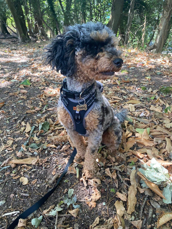 Cockapoo for sale
