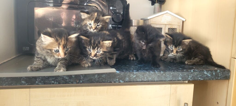 5 beautiful kittens