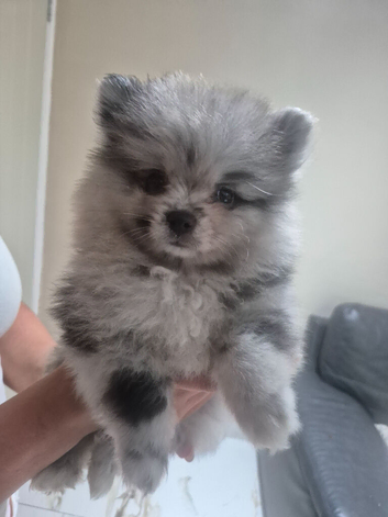 Polish x Russian teddybear Pomeranians