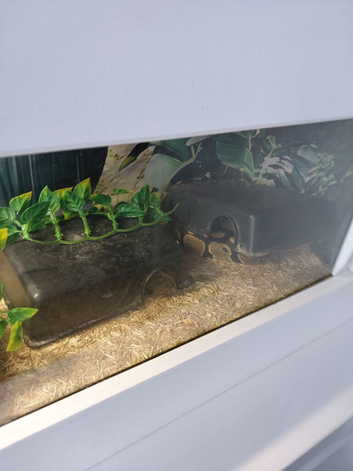 Tame royal python