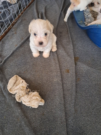 Jug pups