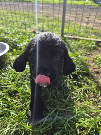 7 beautiful cocker spaniel