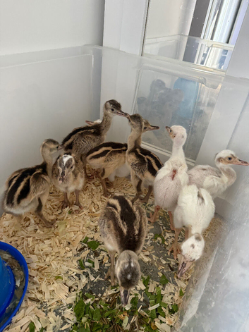 Grey & White Rhea Bird Chicks