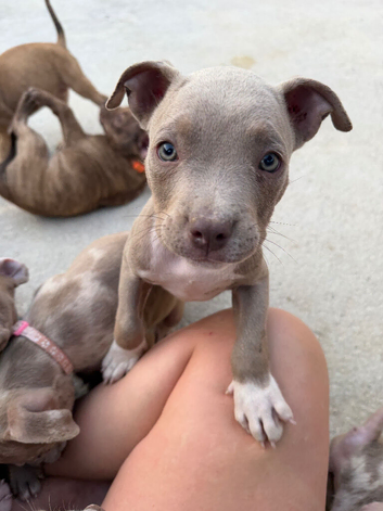 Pocket bully puppies for sale