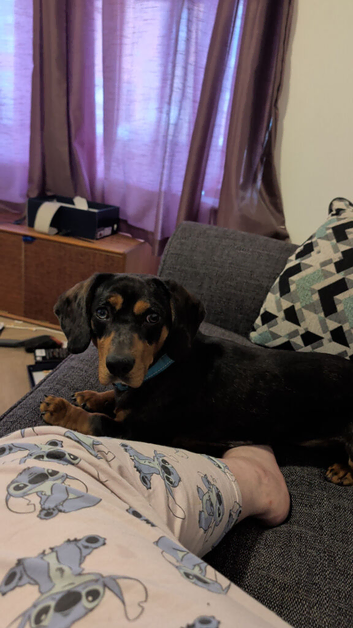 Male silver dapple dachshund