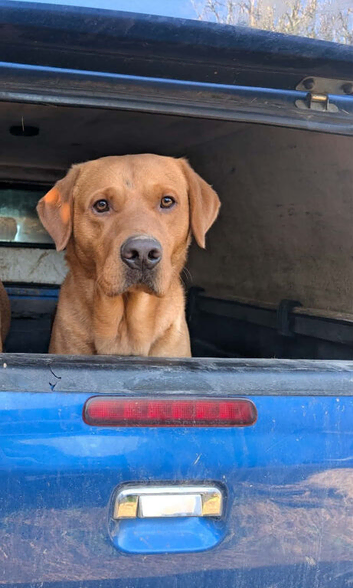 KC REG STUNNING FOX RED LAB 3YR OLD