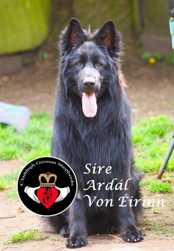 The Sire is Grandson of famous Boss (Bossenburg)