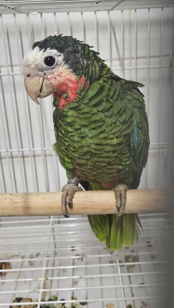 Rare Cuban amazon female handreared