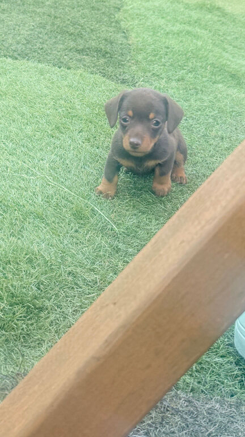 Miniature Dachshund