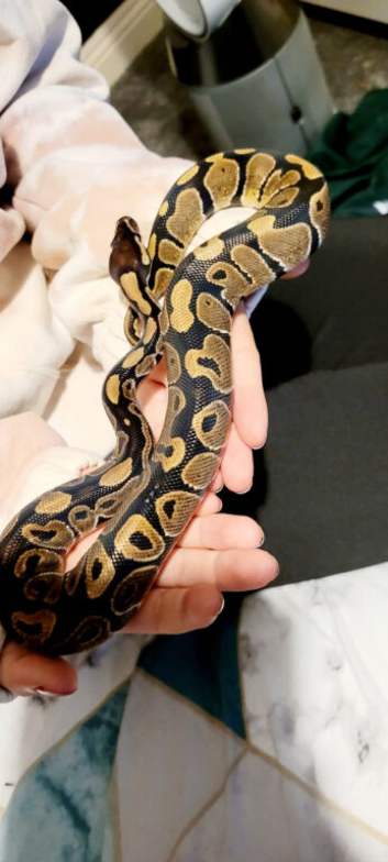 Ball python/ Royal python male
