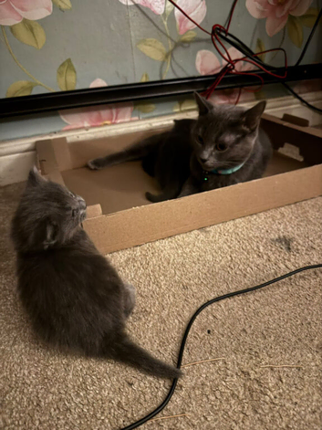 Two adorable pure Russian Blue babies