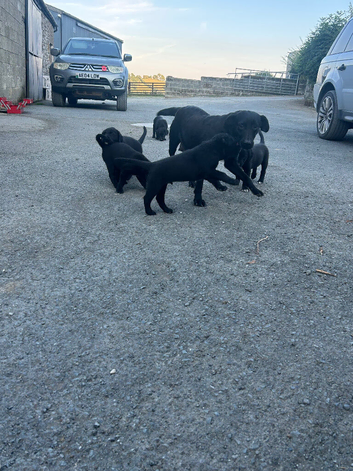Stunning litter of puppies