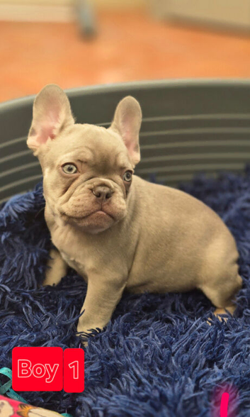 Beautiful French bulldog puppies