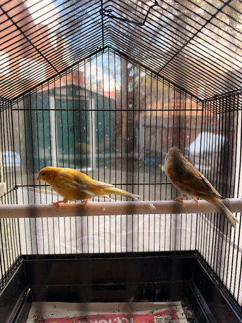 FEMALE AND MALE WITH CAGE
