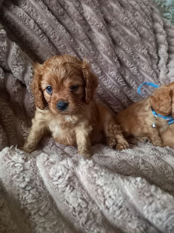 F1b cavapoo puppies