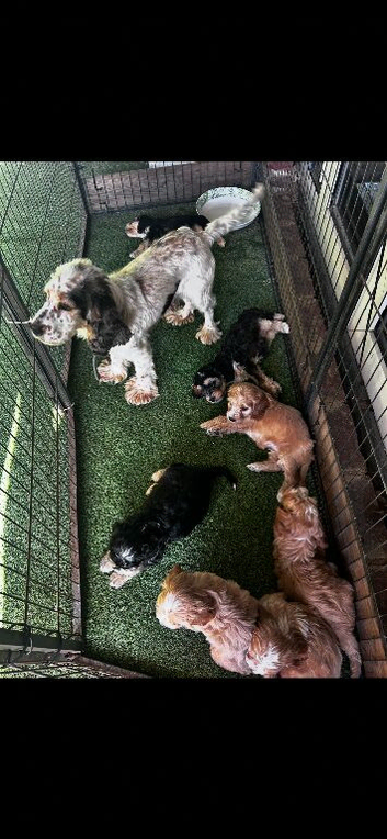 Cockapoo show puppies