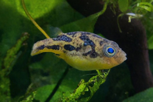 5x bonded pea puffers & Juvie BN pleco