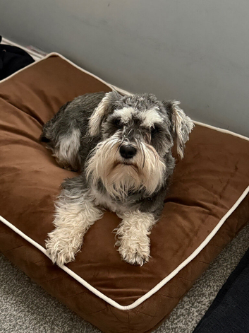 Beautiful Miniature Schnauzer Puppies