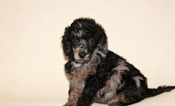 Health tested miniature poodle puppies