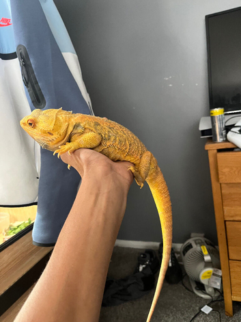 Yellow hypo