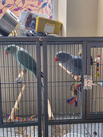 Stunning young ringnecks for good homes