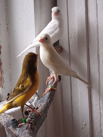 Canaries x4
