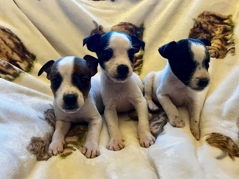 Stunning patterjacks