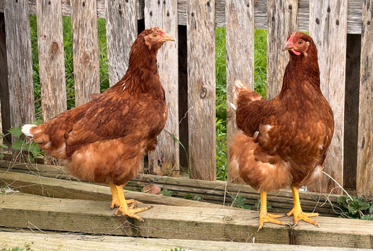 Brown Hens just starting to  Lay