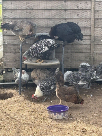 Point of Lay Pure breed female chickens